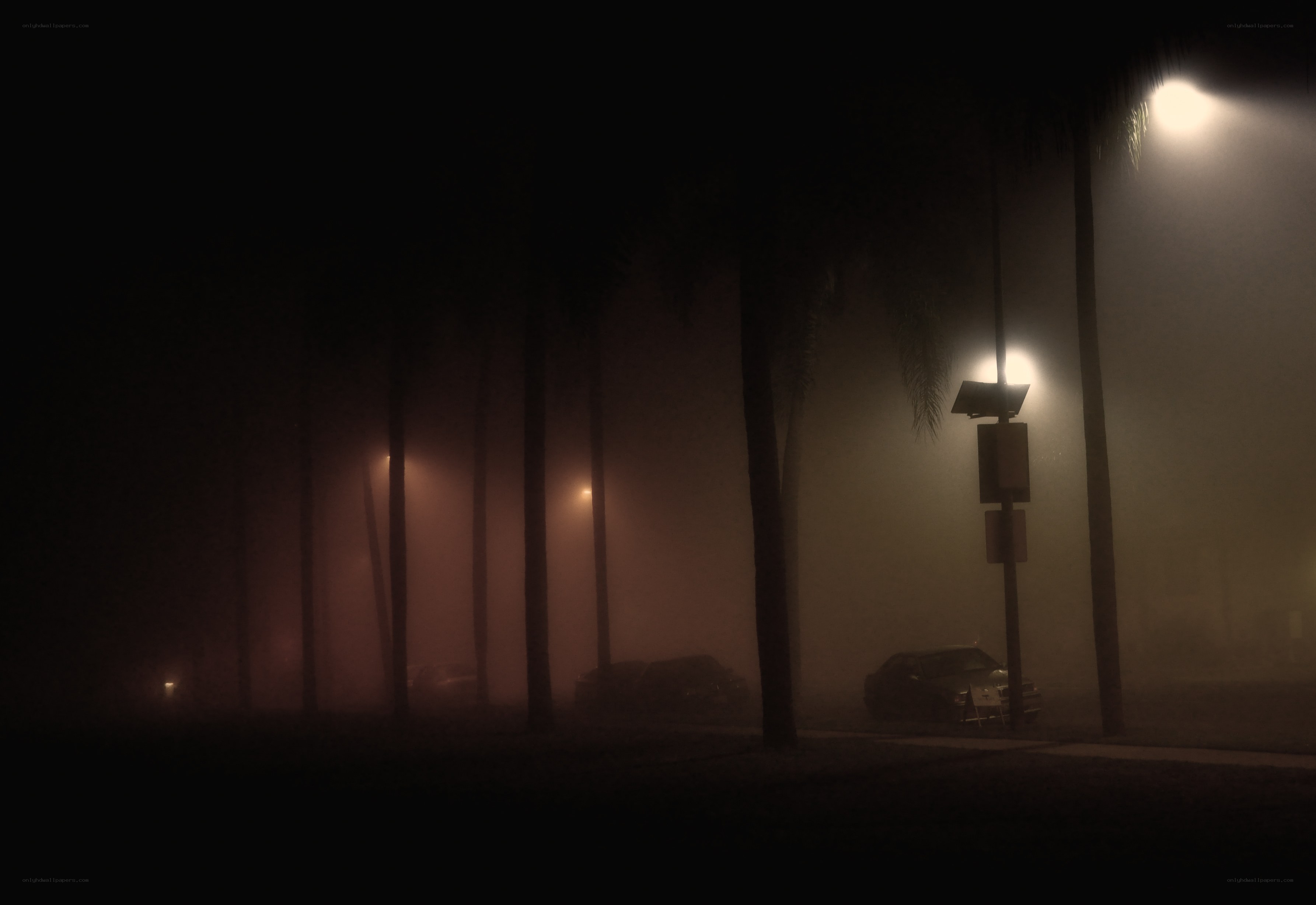 Foggy night with palm trees
