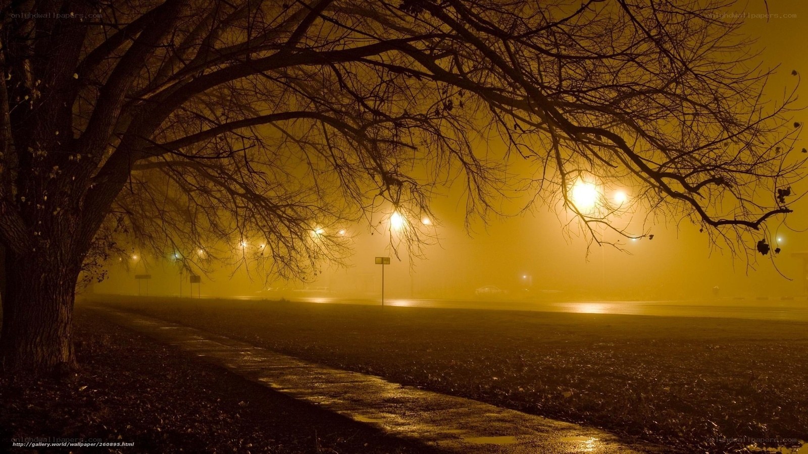Foggy Night with Streetlights