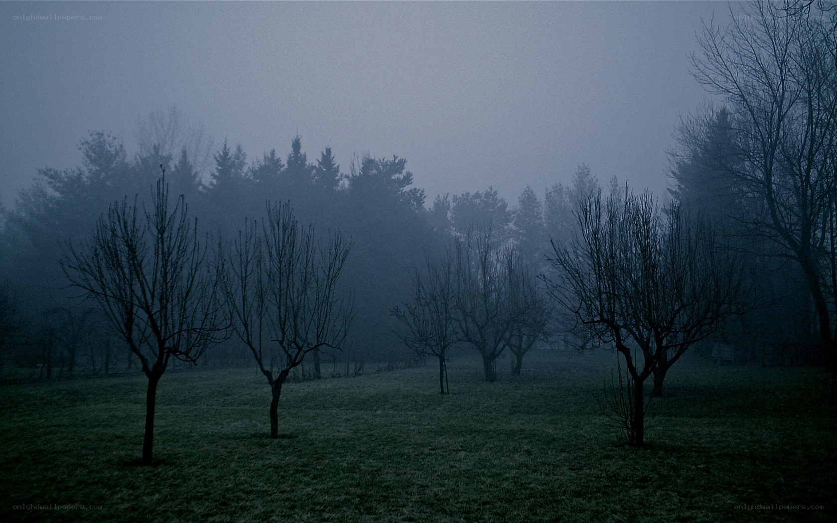 Foggy orchard at dawn