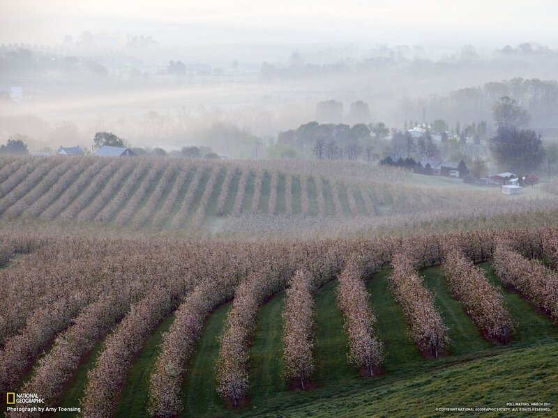 Foggy orchard rows