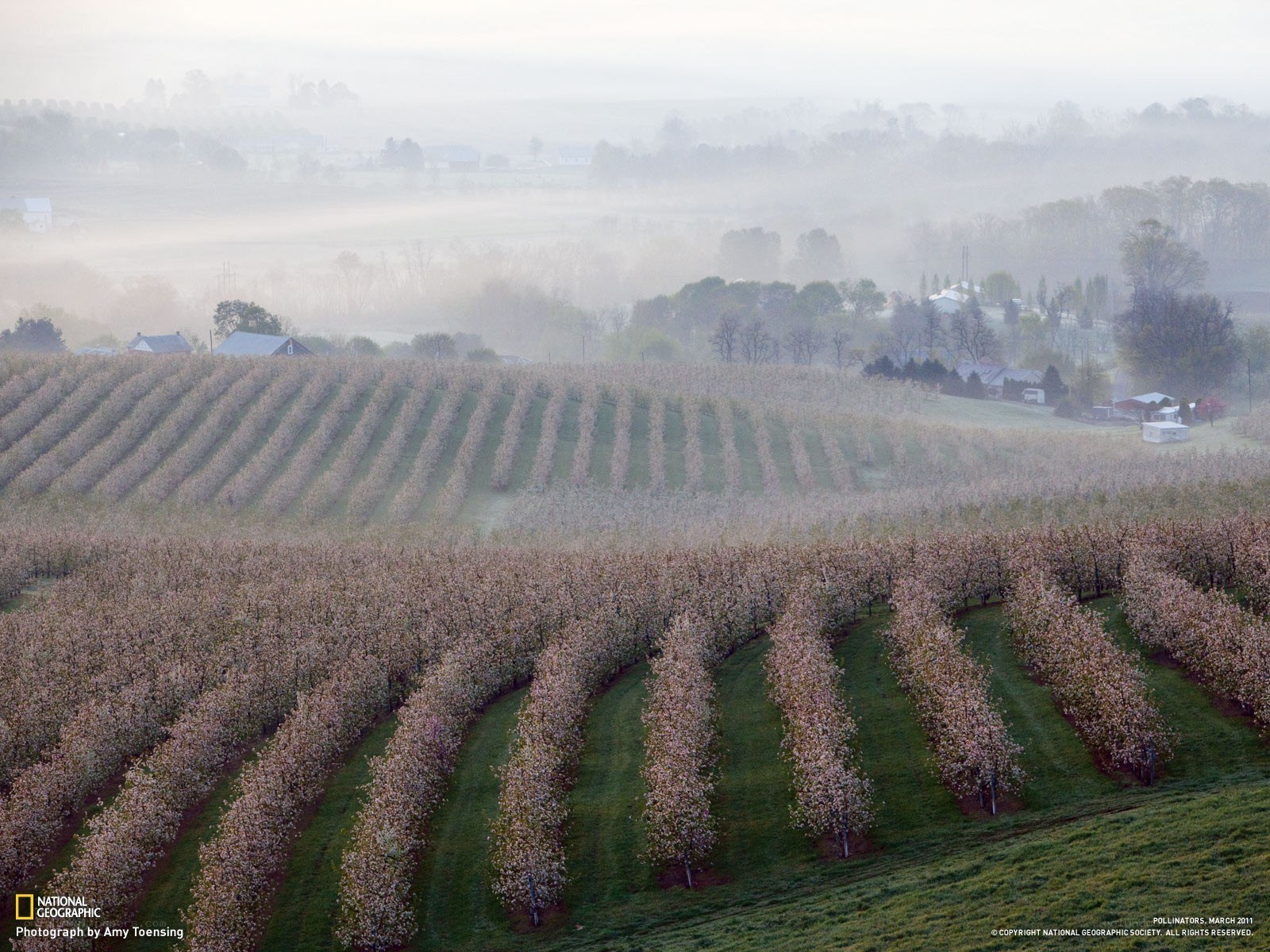 Foggy orchard rows