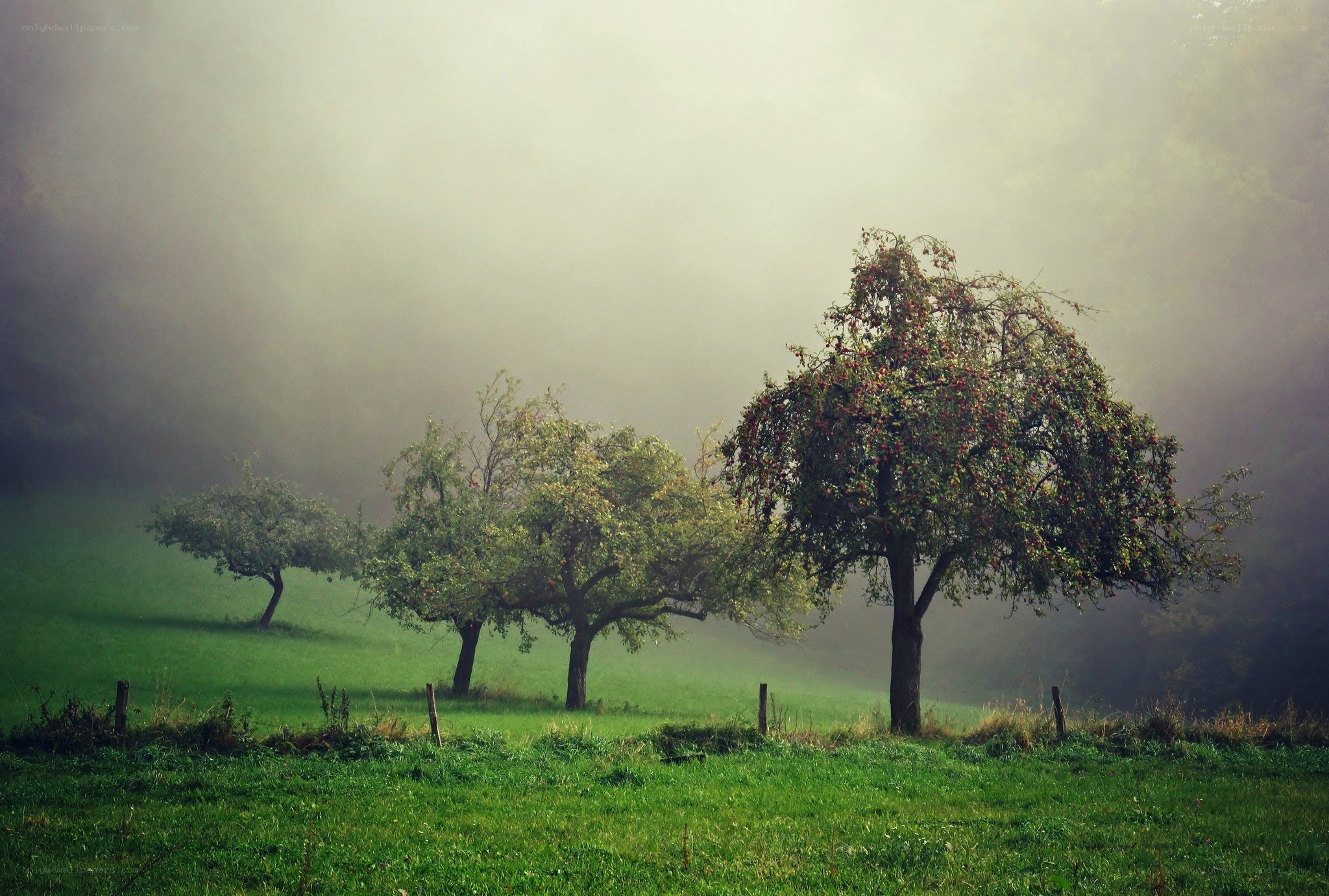 Foggy orchard trees
