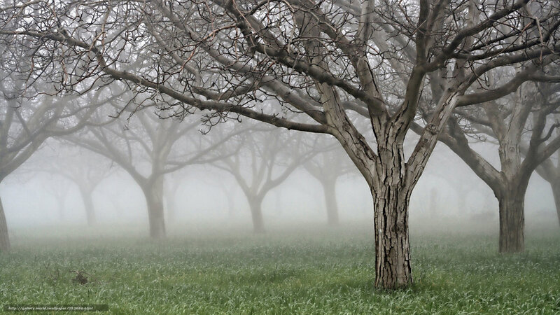 Foggy orchard trees
