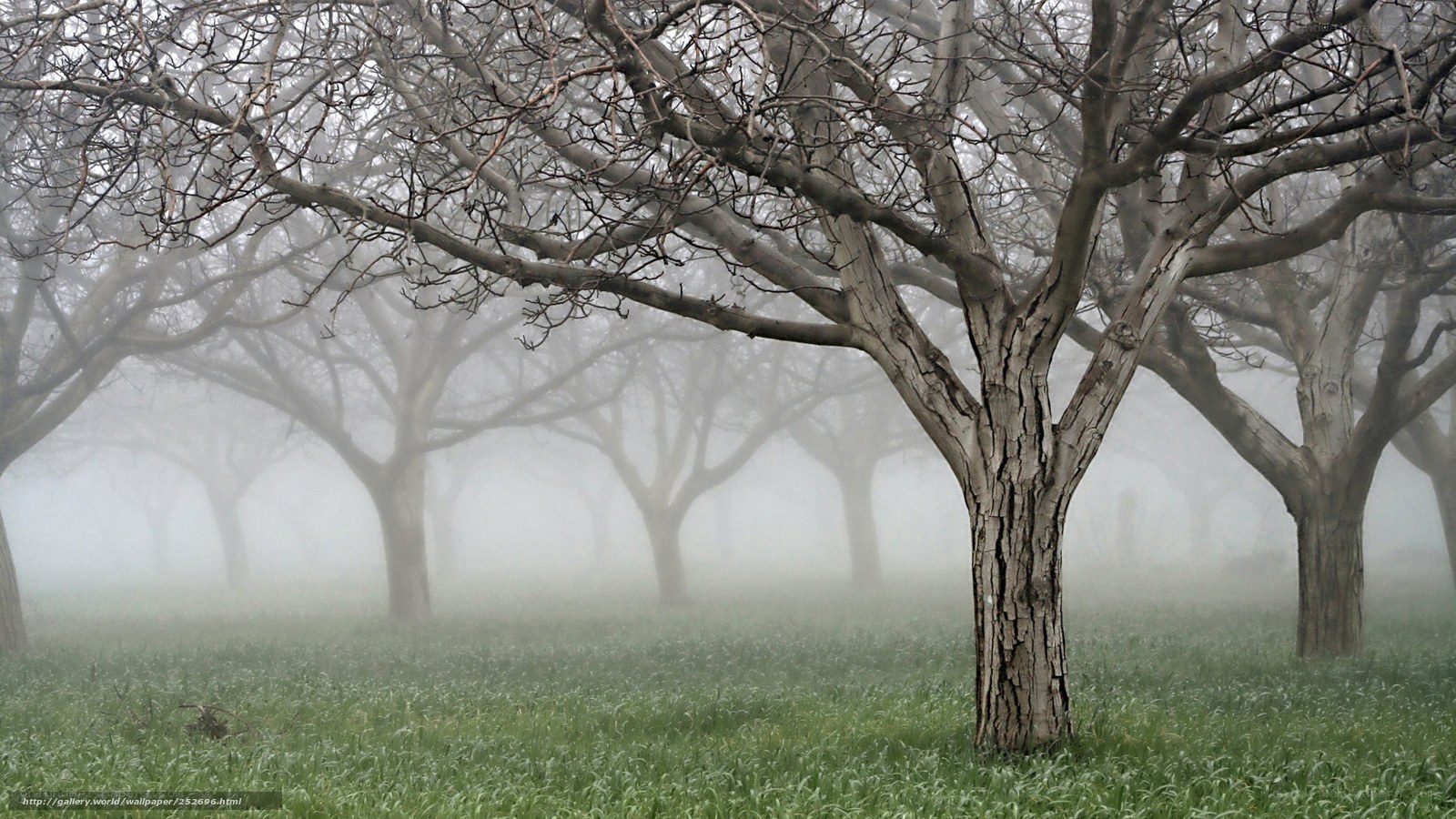 Foggy orchard trees