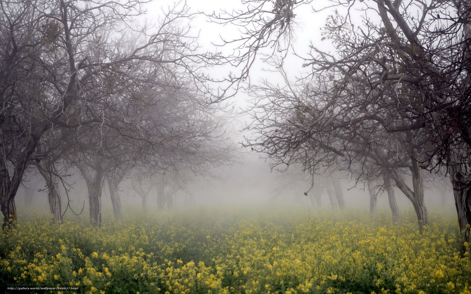 Foggy orchard with yellow flowers