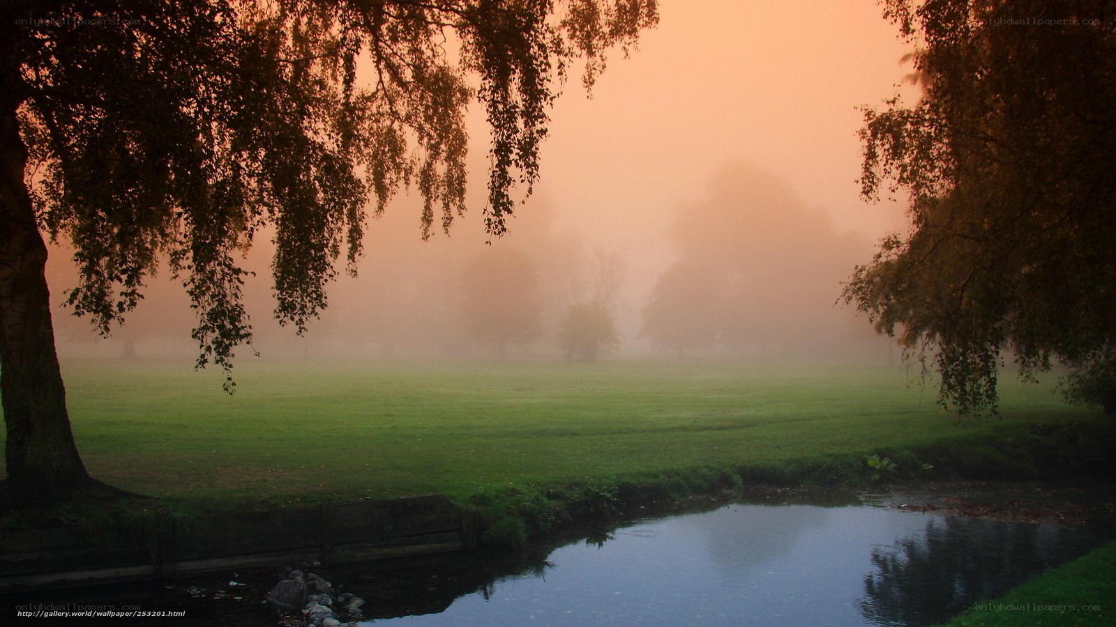 Foggy Park at Dawn