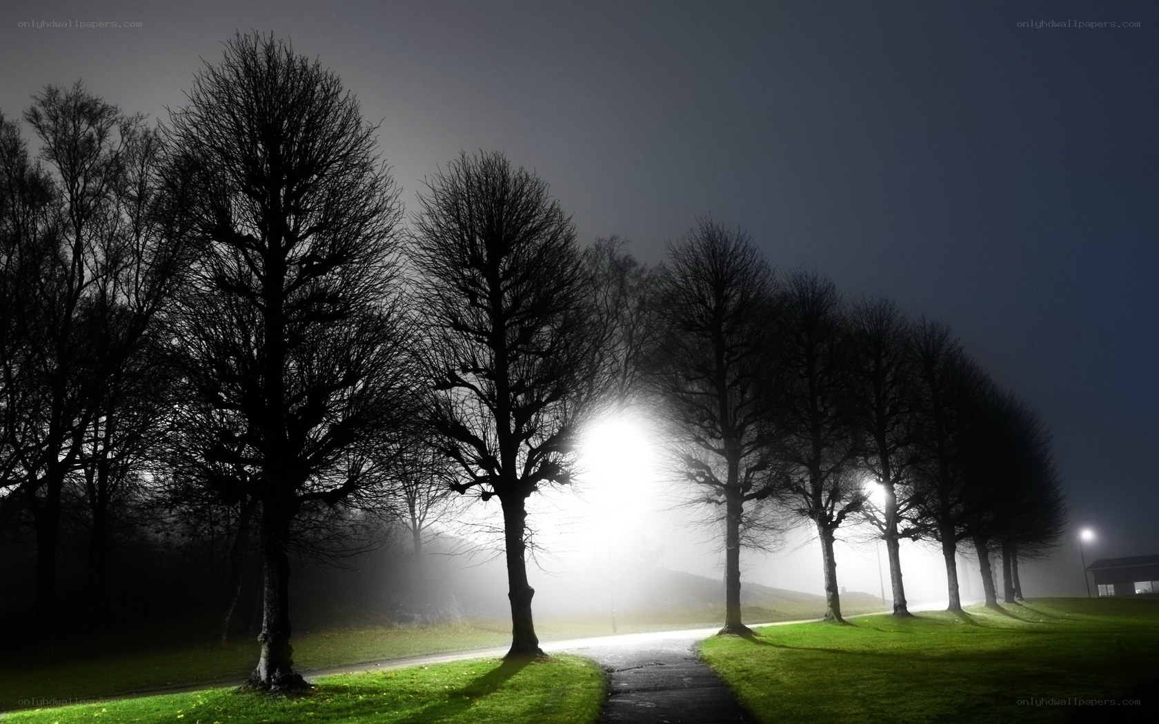 Foggy park at night