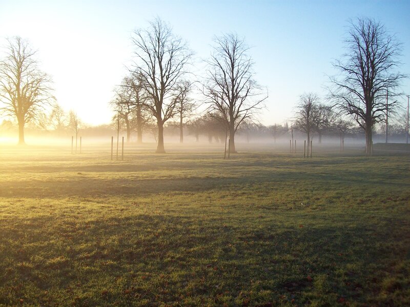 Foggy Park at Sunrise