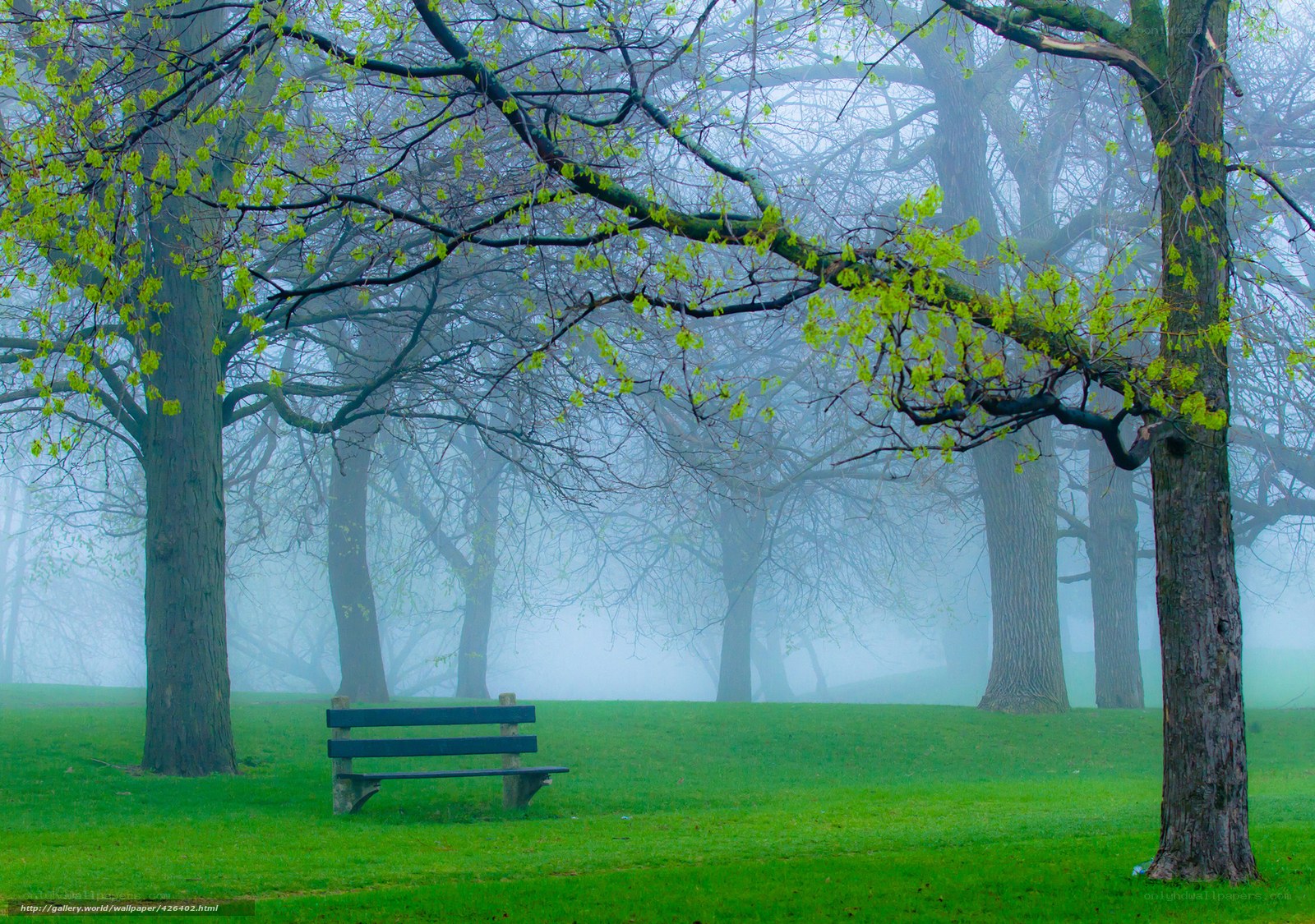 Foggy Park Bench