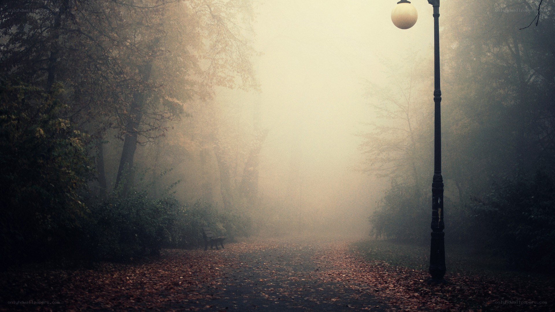 Foggy park path at dawn