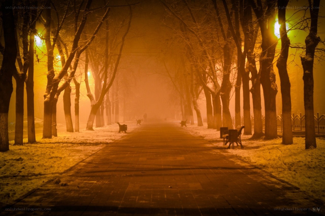 foggy park path at night