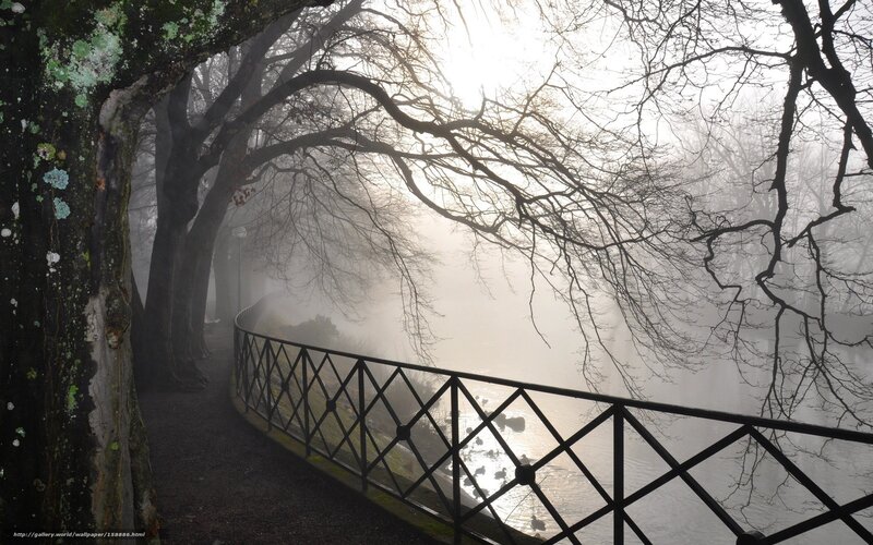 Foggy Park Path — Gray