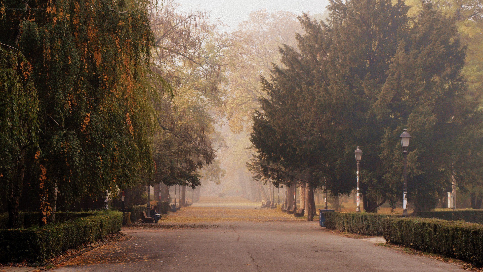 Foggy park path in autumn