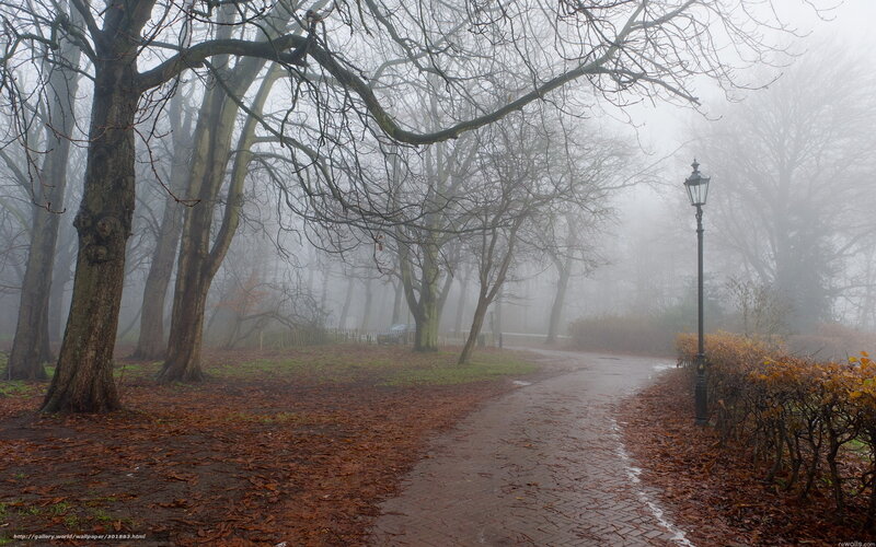 Foggy park path with trees