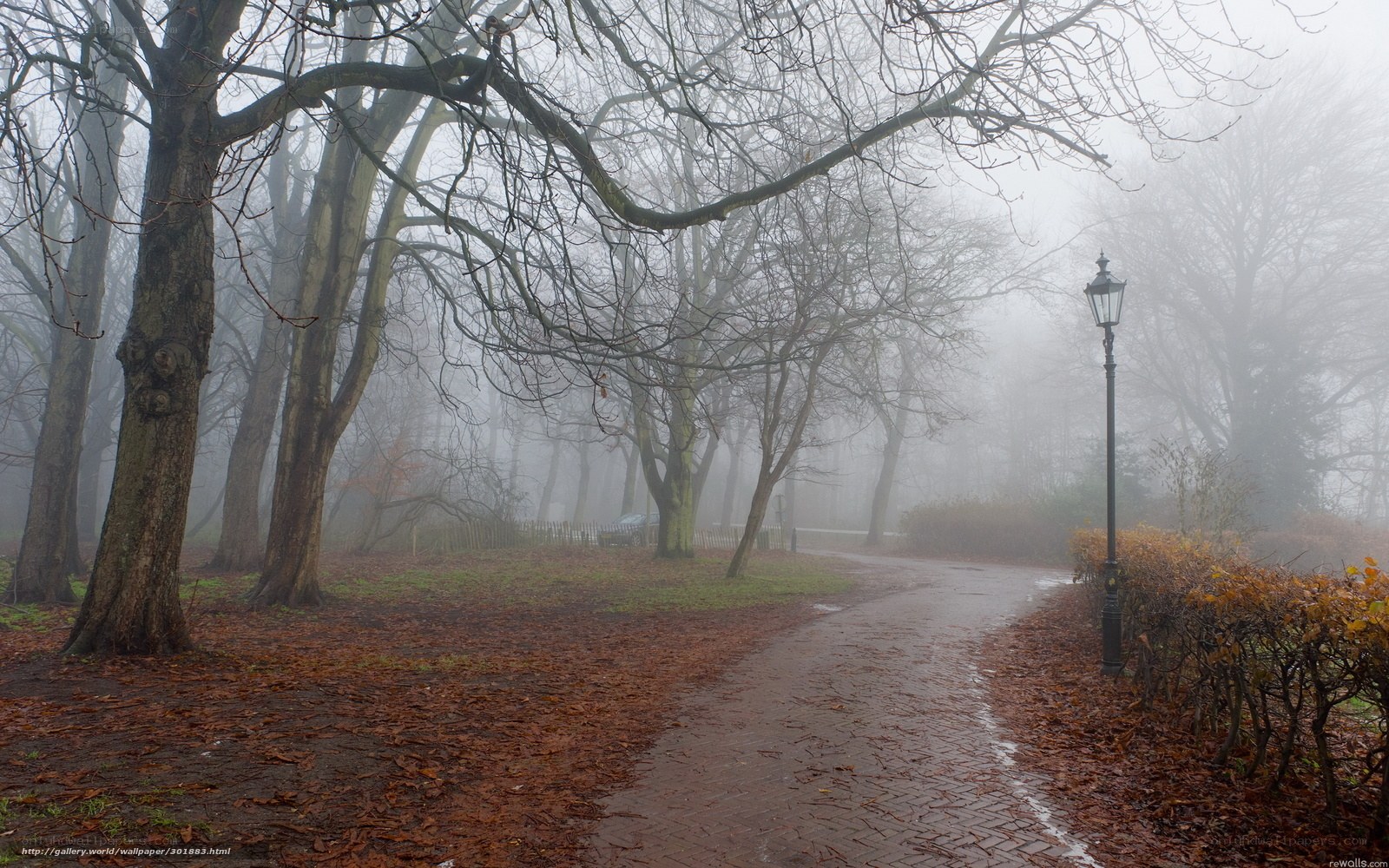 Foggy park path with trees