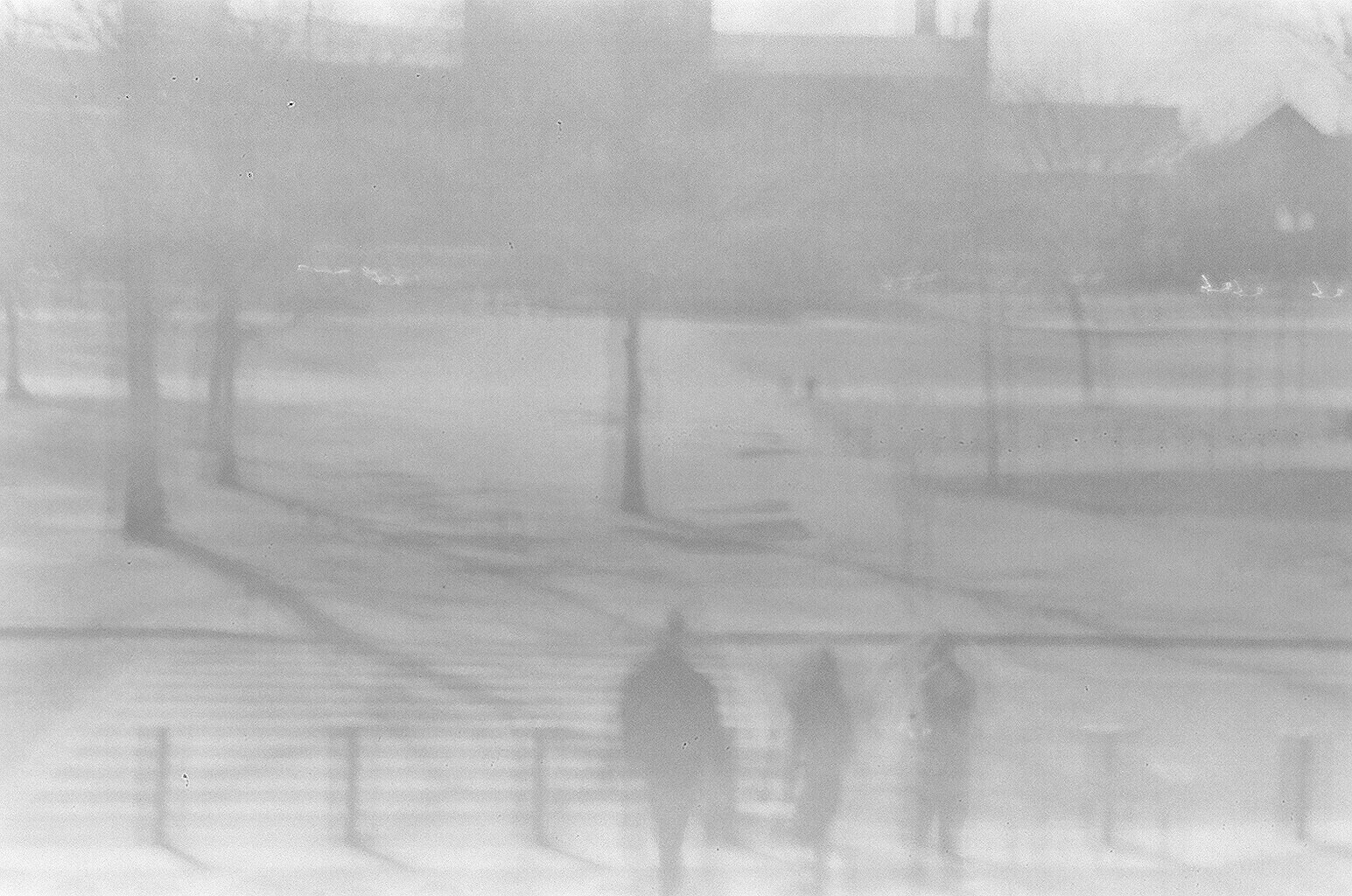 Foggy park scene with silhouettes