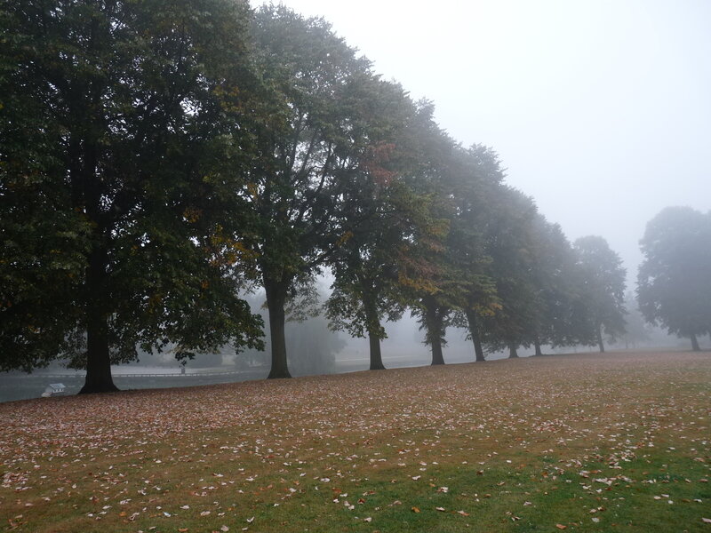 Foggy park with autumn leaves