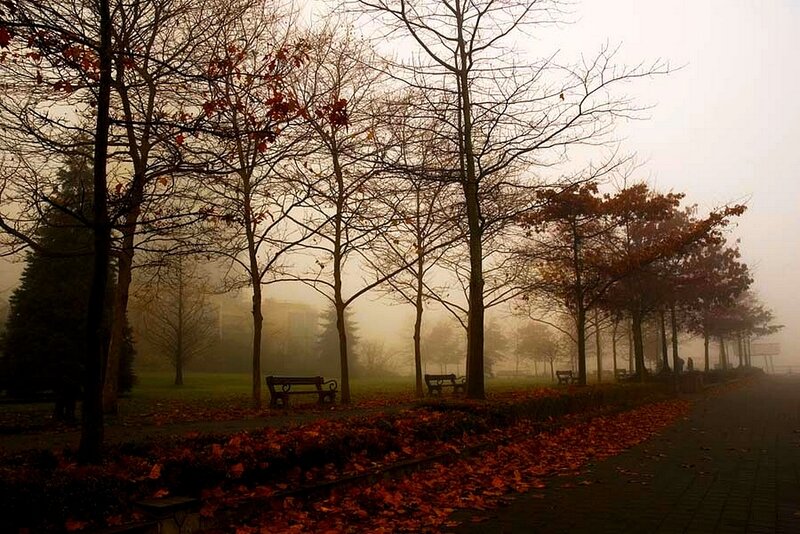 Foggy park with autumn leaves