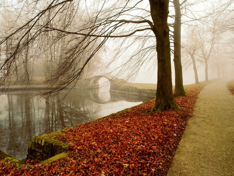 Foggy park with autumn leaves