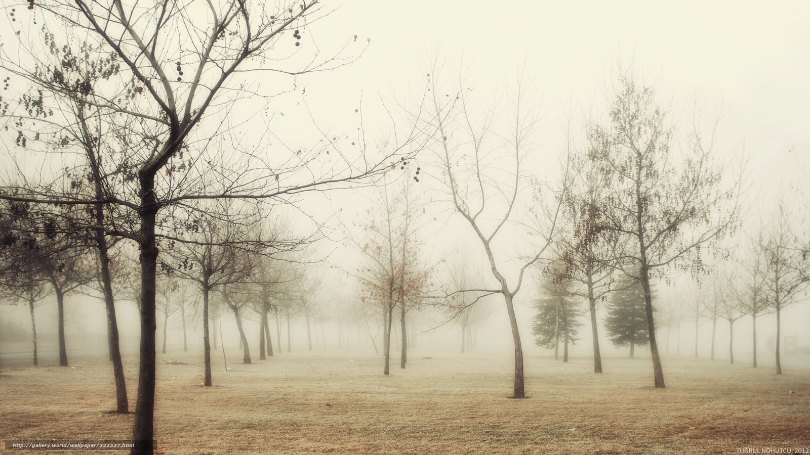 Foggy park with bare trees
