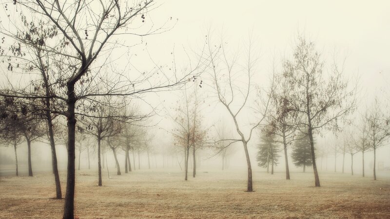 Foggy park with bare trees
