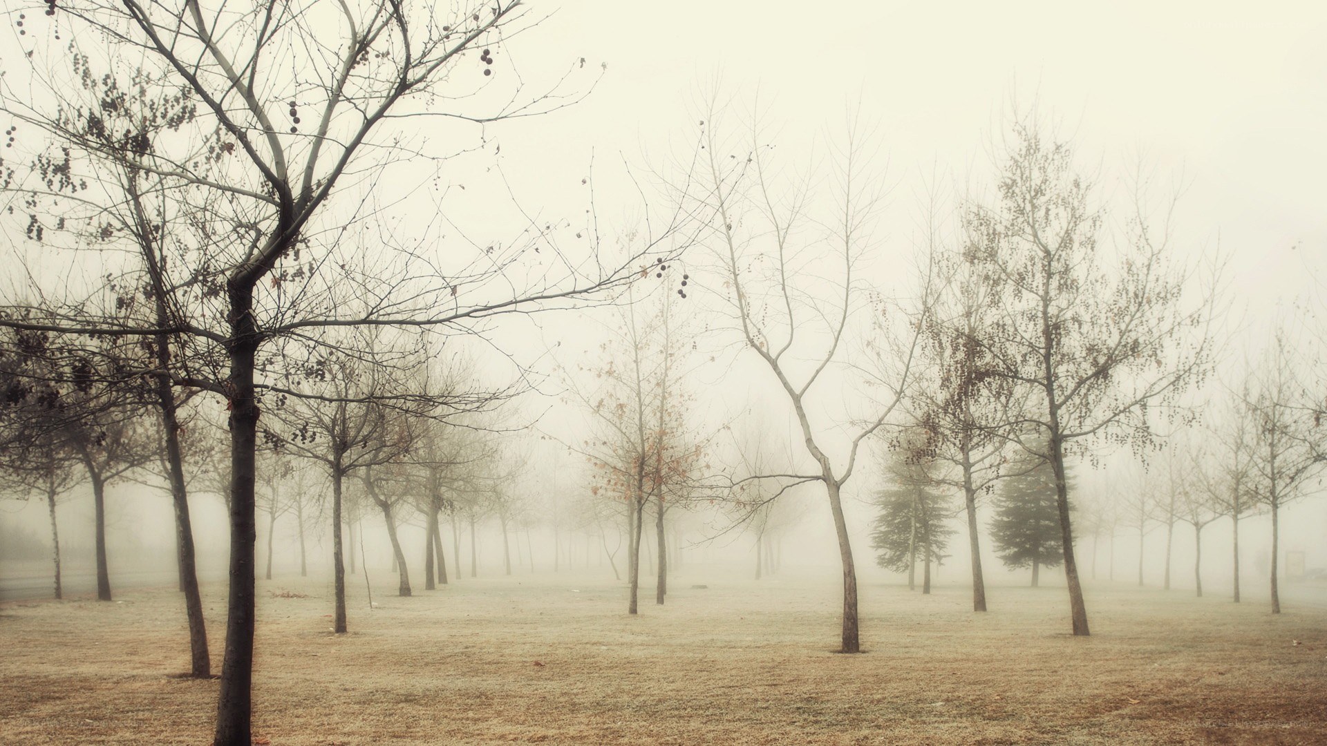 Foggy park with bare trees