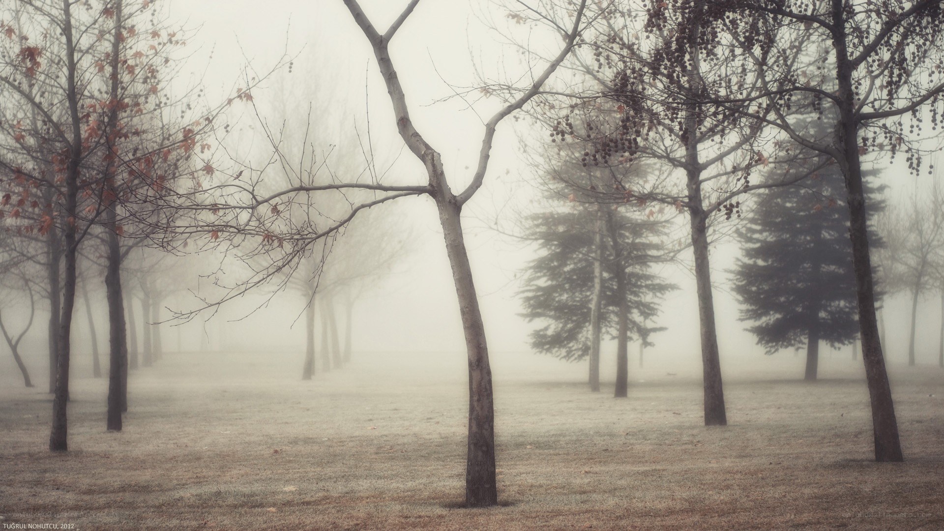 Foggy park with bare trees