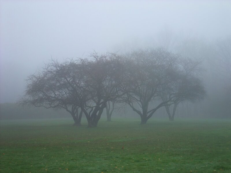 Foggy park with bare trees