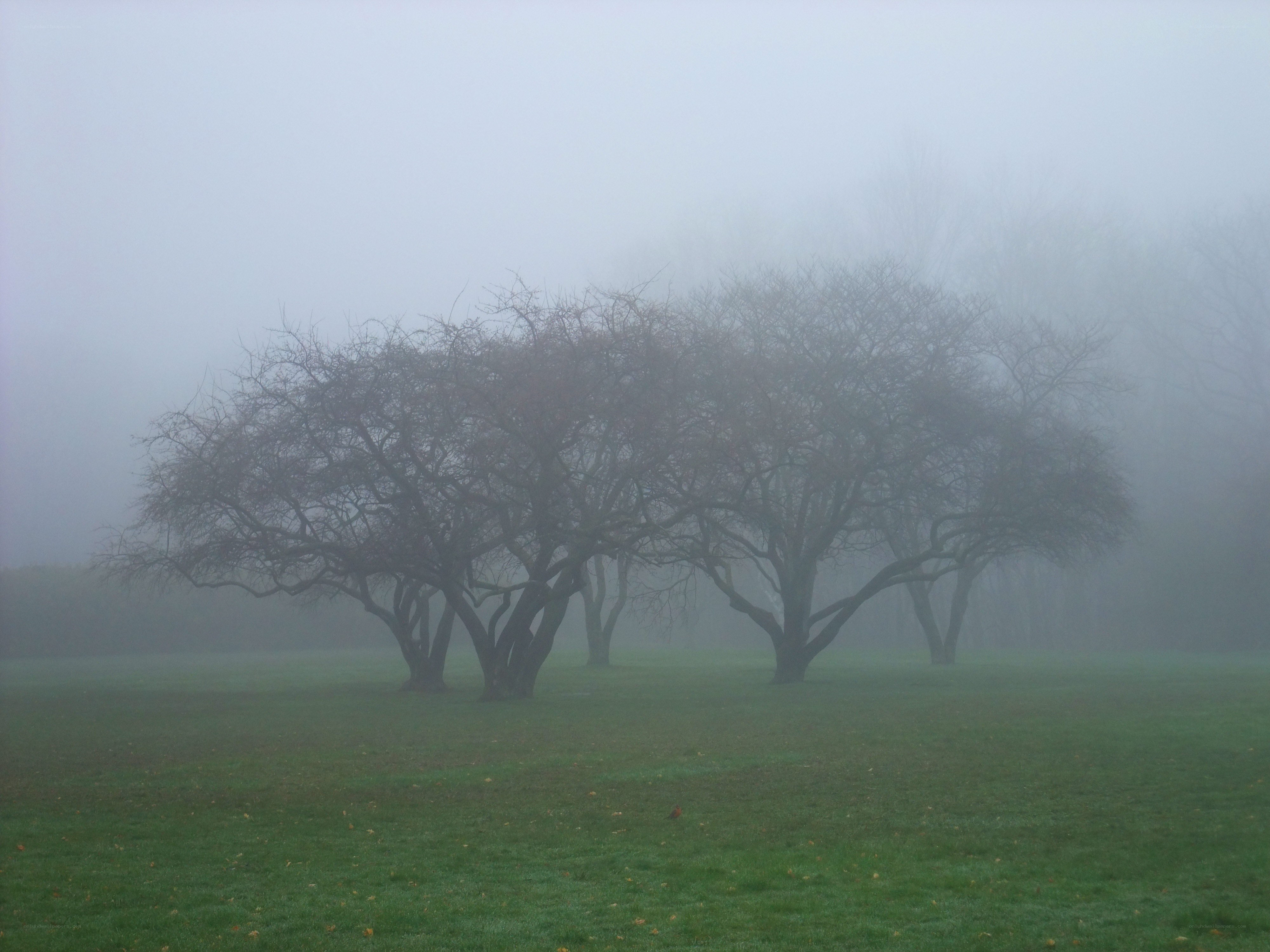 Foggy park with bare trees