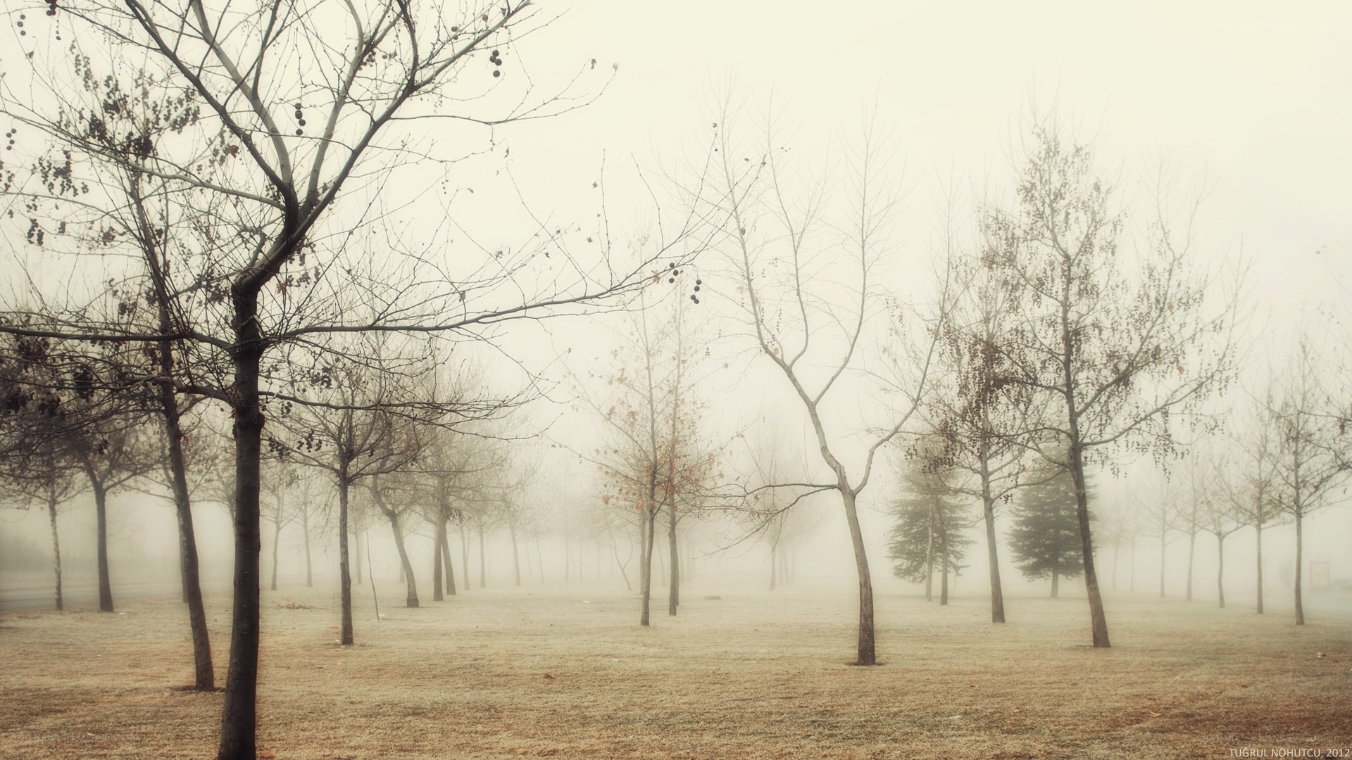 Foggy park with bare trees
