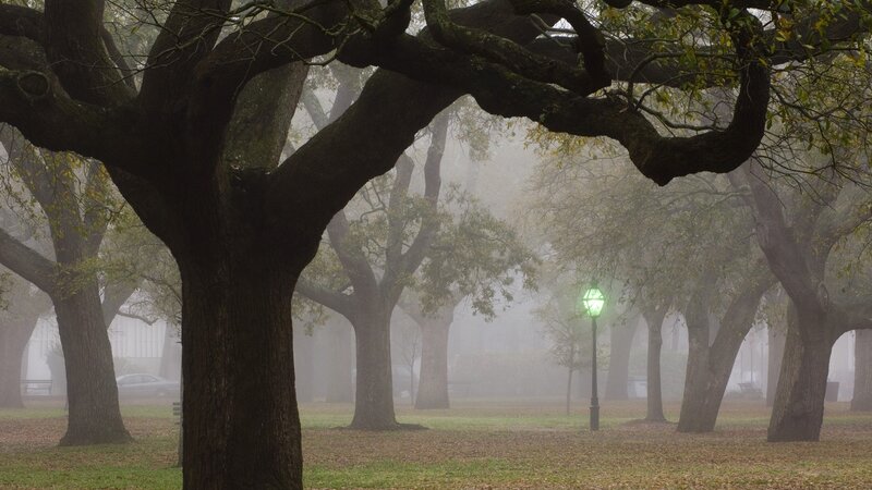 Foggy park with oak trees