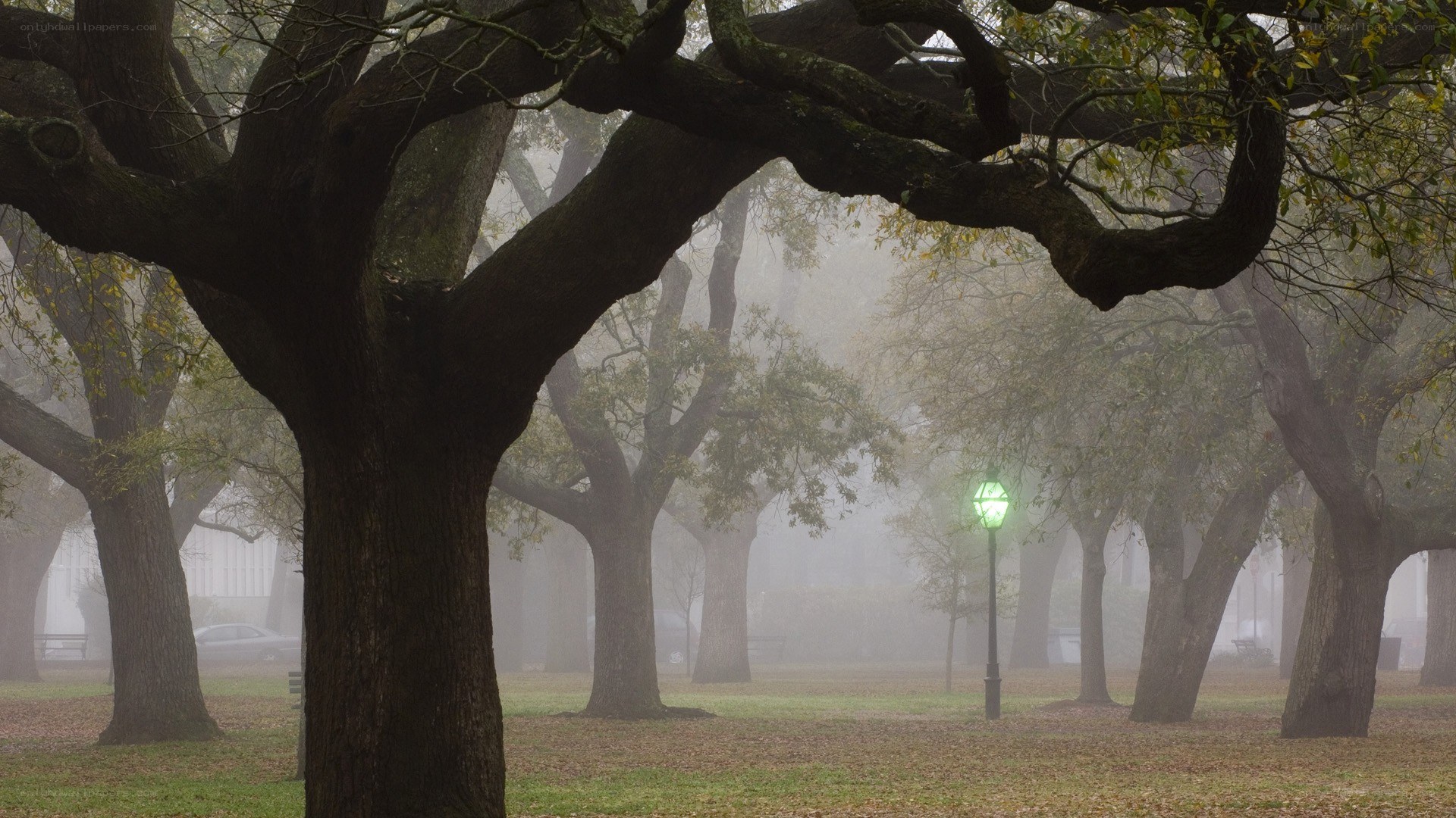 Foggy park with oak trees