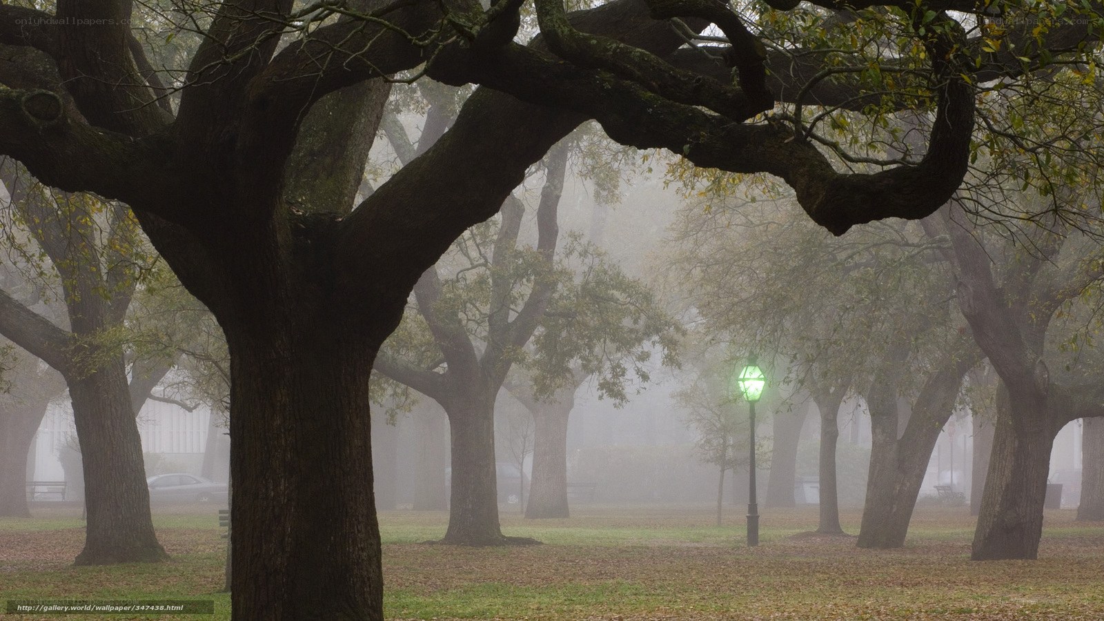 Foggy park with oak trees