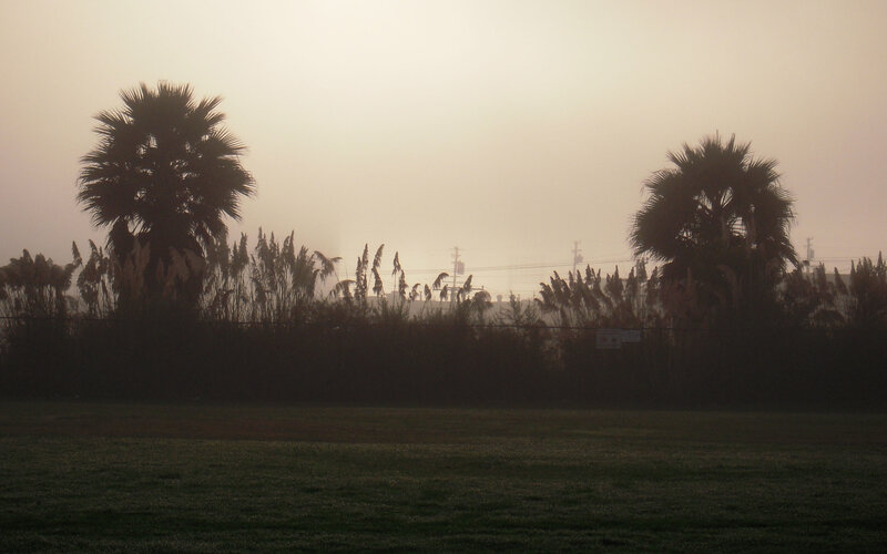 Foggy park with palm trees