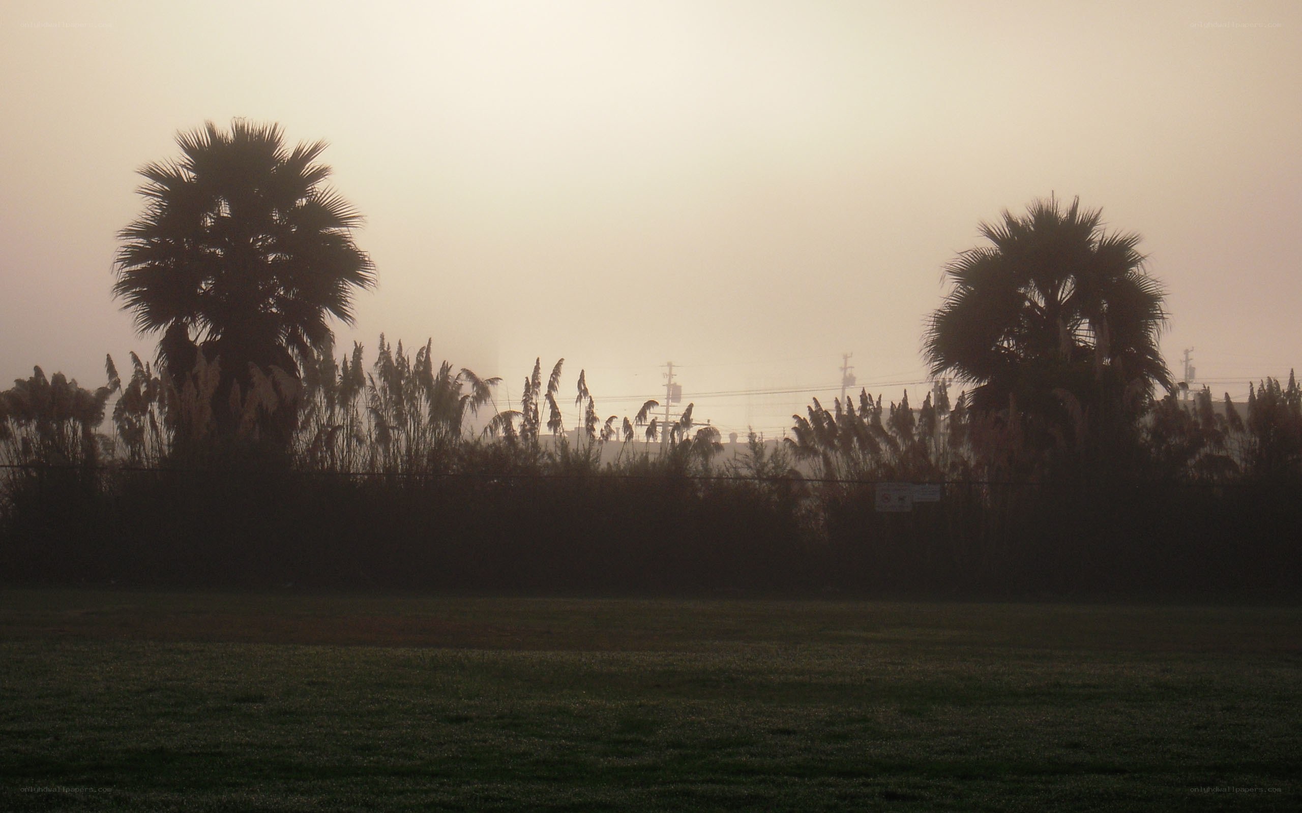 Foggy park with palm trees