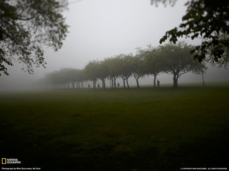 Foggy park with silhouetted figures