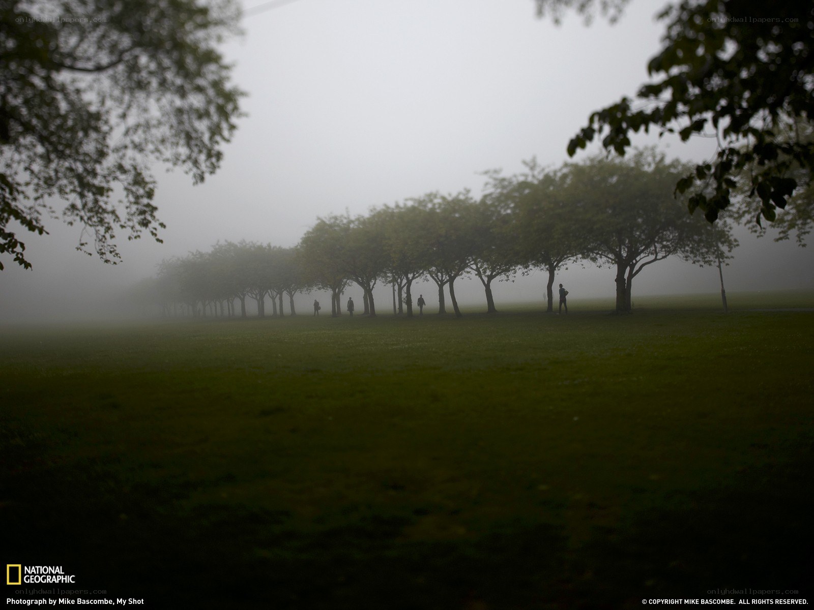 Foggy park with silhouetted figures