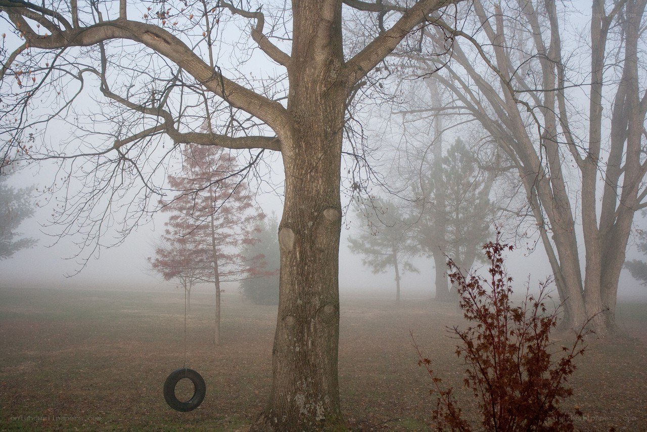 Foggy park with tire swing
