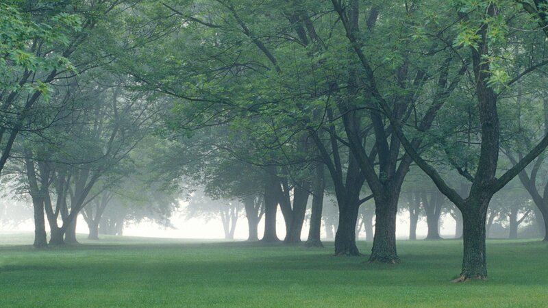Foggy park with trees