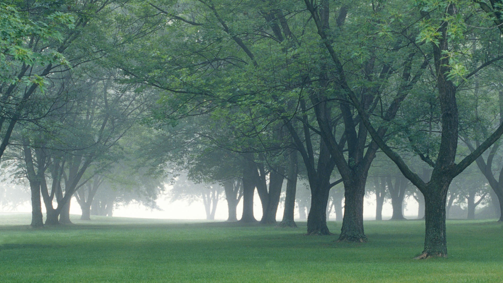 Foggy park with trees