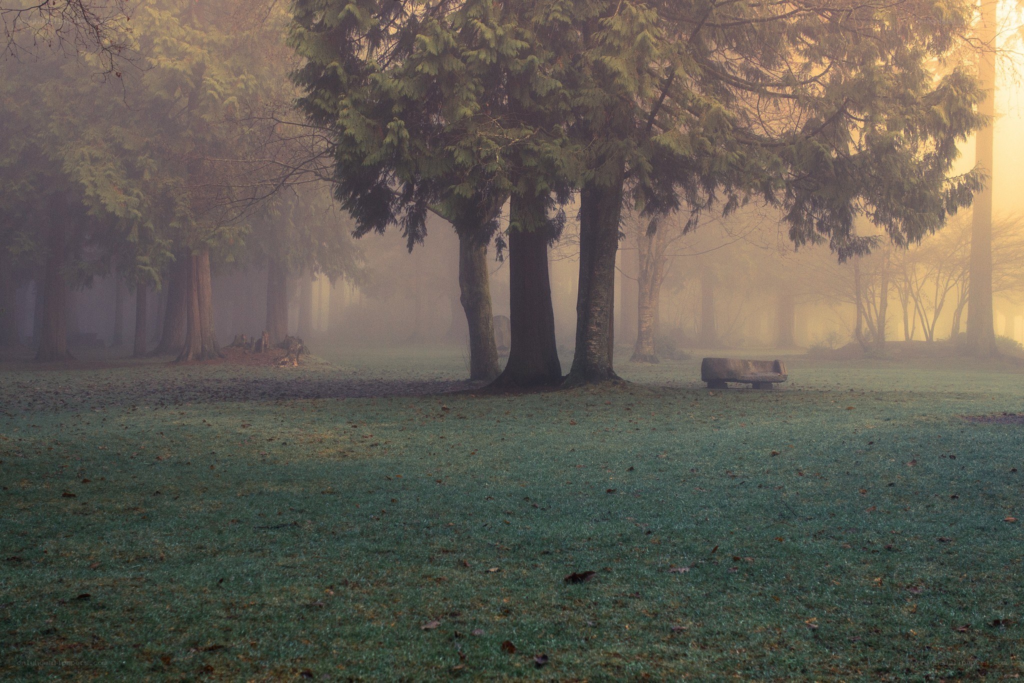 Foggy park with trees