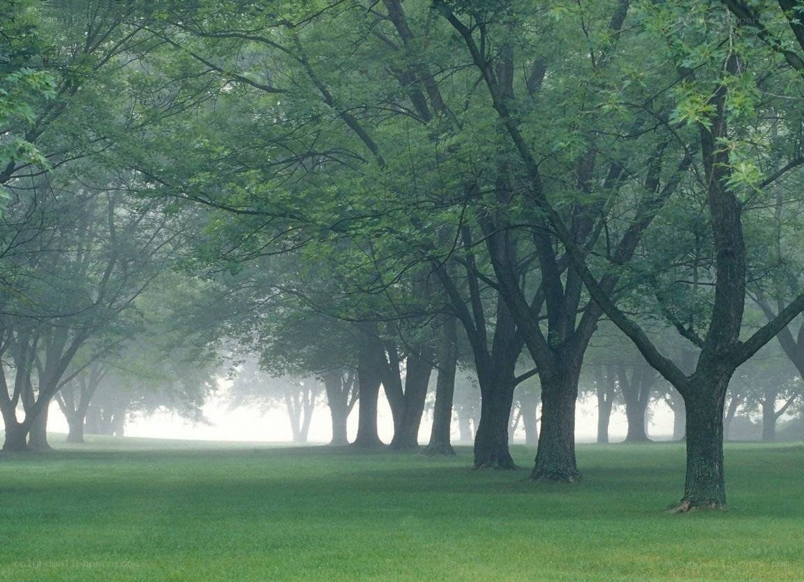 foggy park with trees