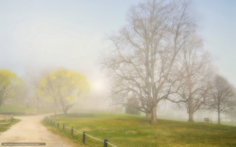 Foggy Park with Trees — Green, Misty, Morning
