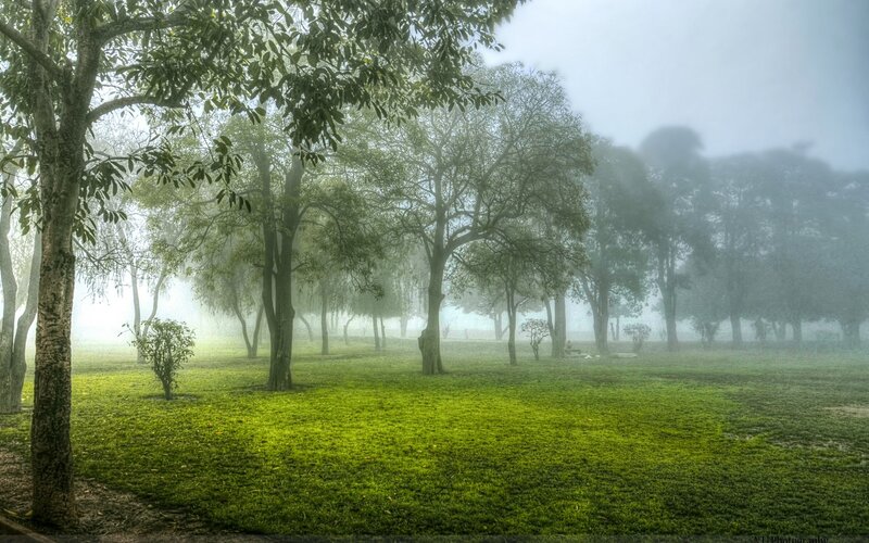 Foggy Park with Trees — Green, Misty