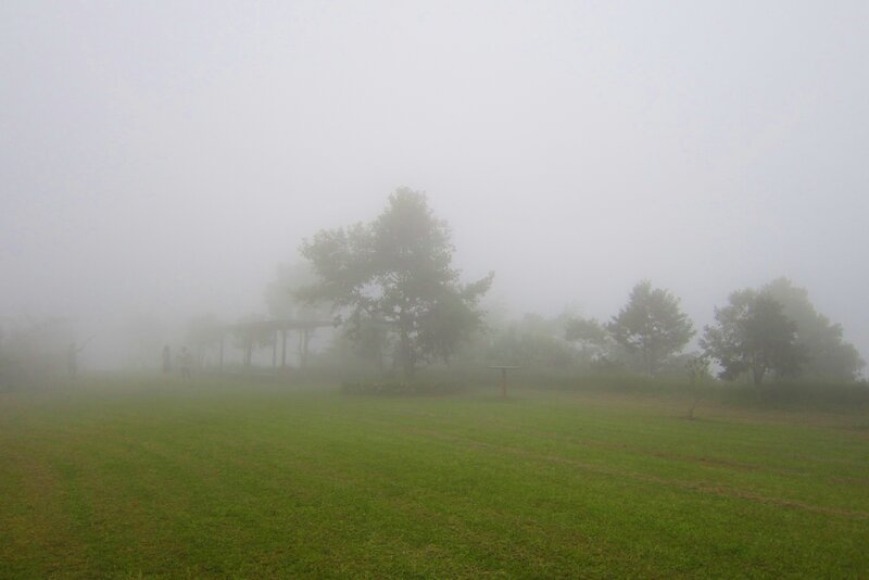 Foggy Park with Trees — Green