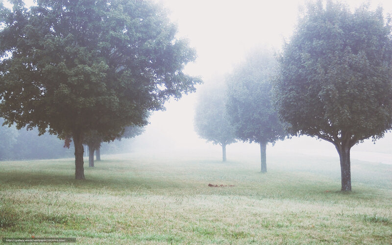 Foggy park with trees