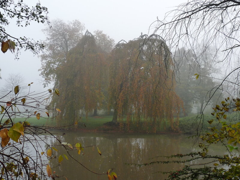 Foggy park with weeping willow