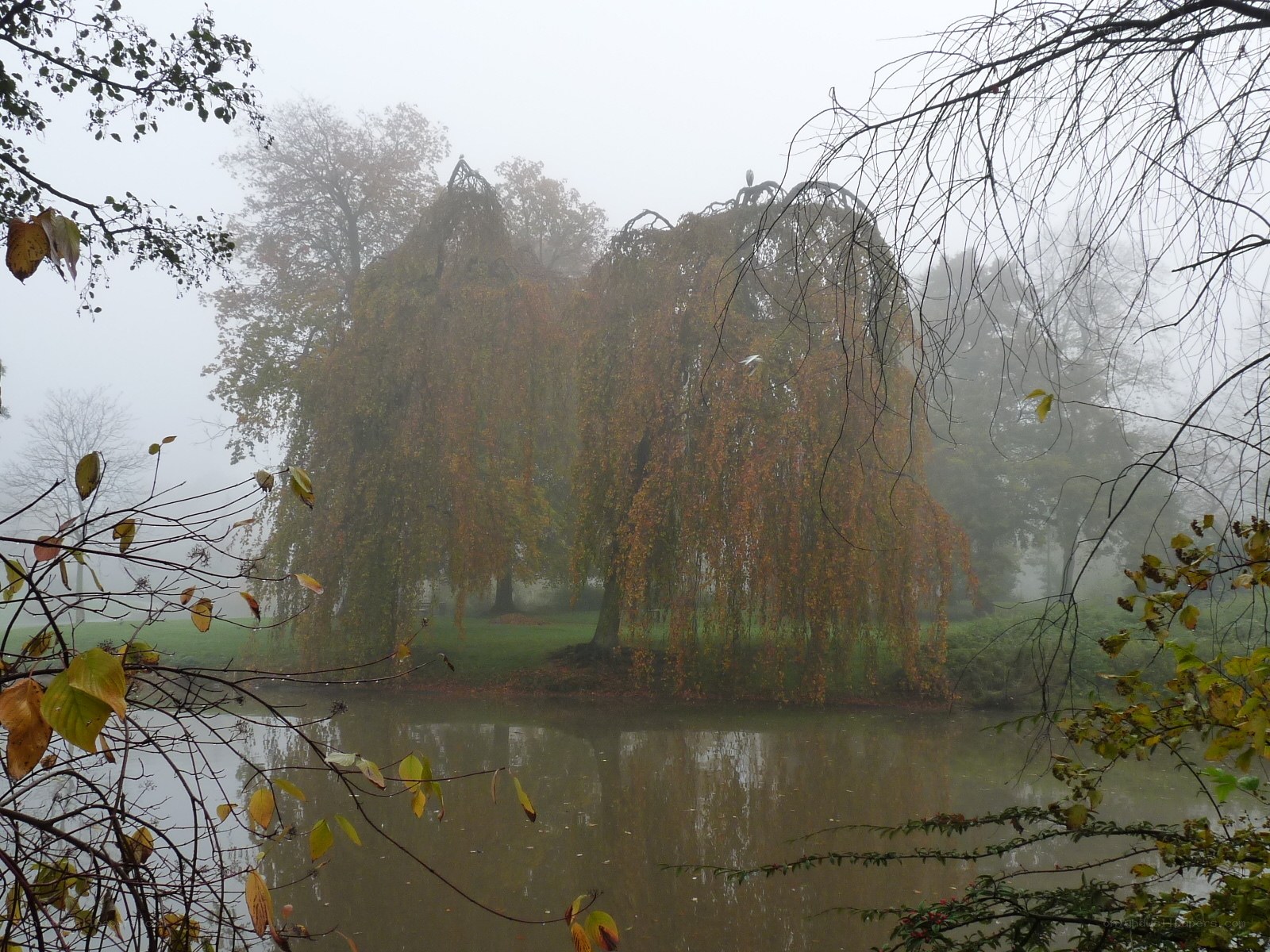 Foggy park with weeping willow