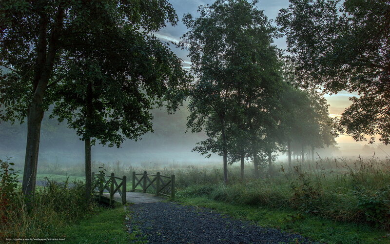 Foggy path at dawn