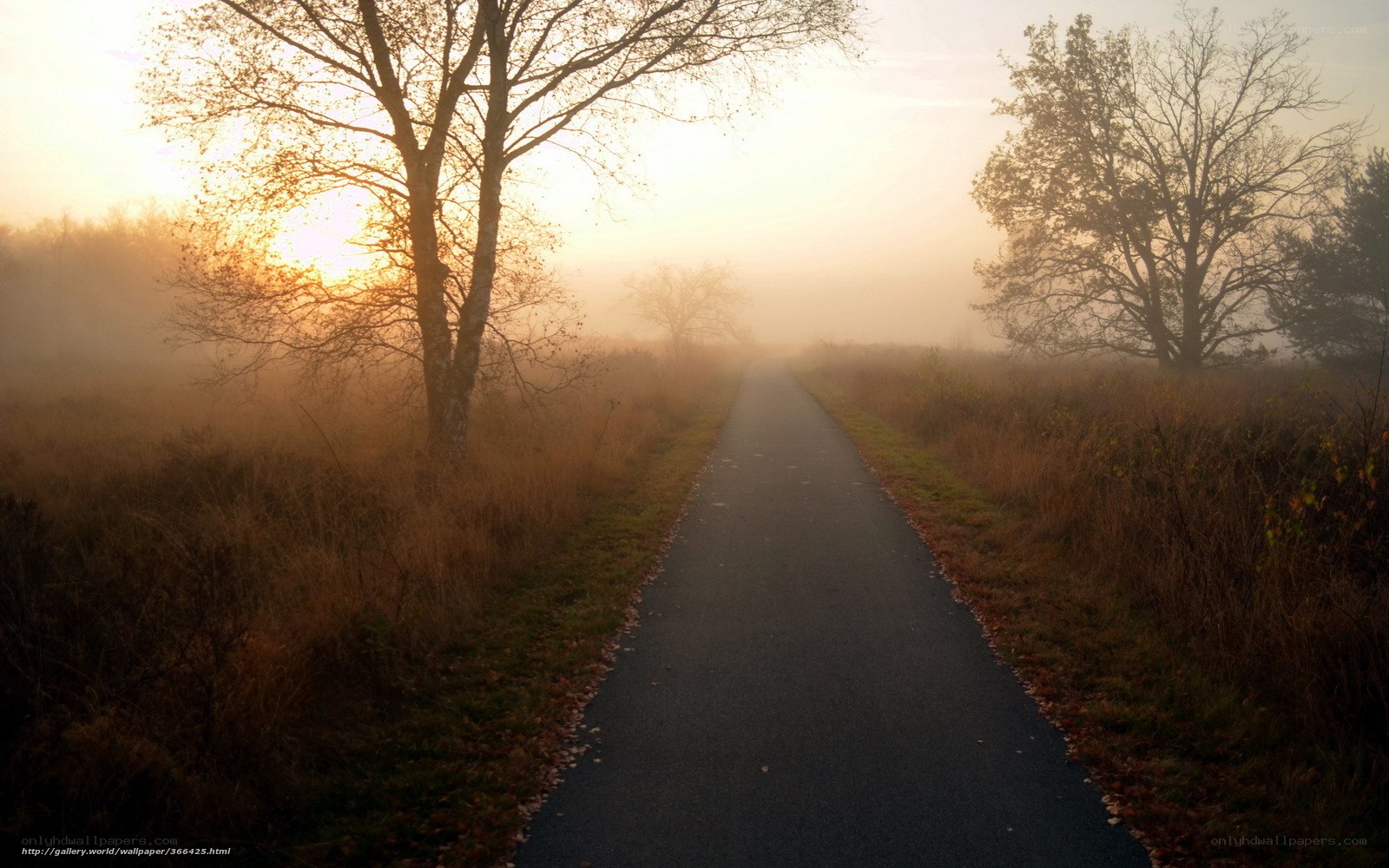 Foggy Path at Sunrise